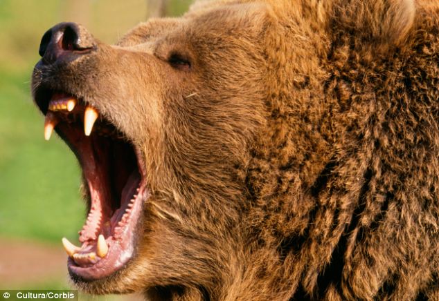angry bear