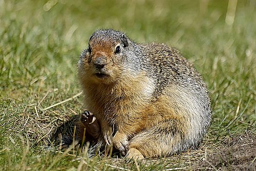 gopher image courtesy of Oklahoma Farm Report