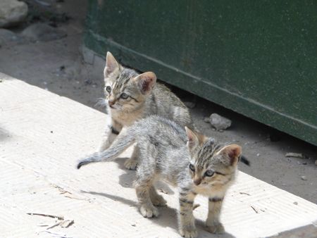 dakar cats