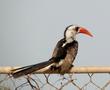 Hornbill