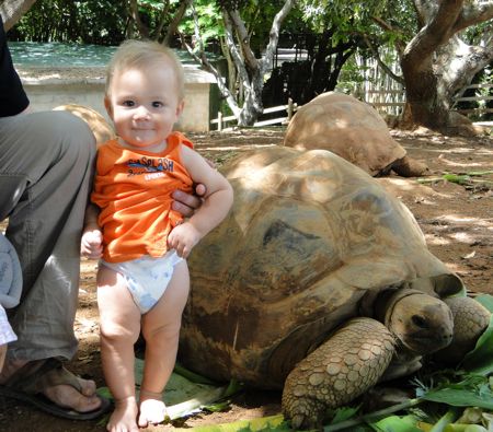 aldabra tortoise