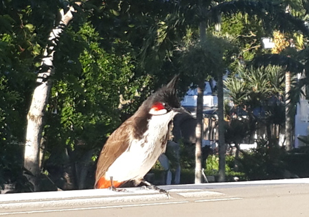Bulbul, Mauritius