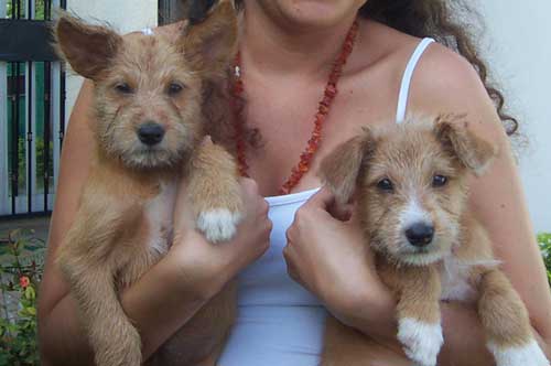 Afrimutts! Afrimutts!