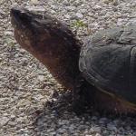 Alligator Turtle