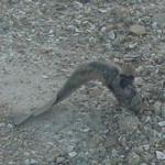 Walking Catfish