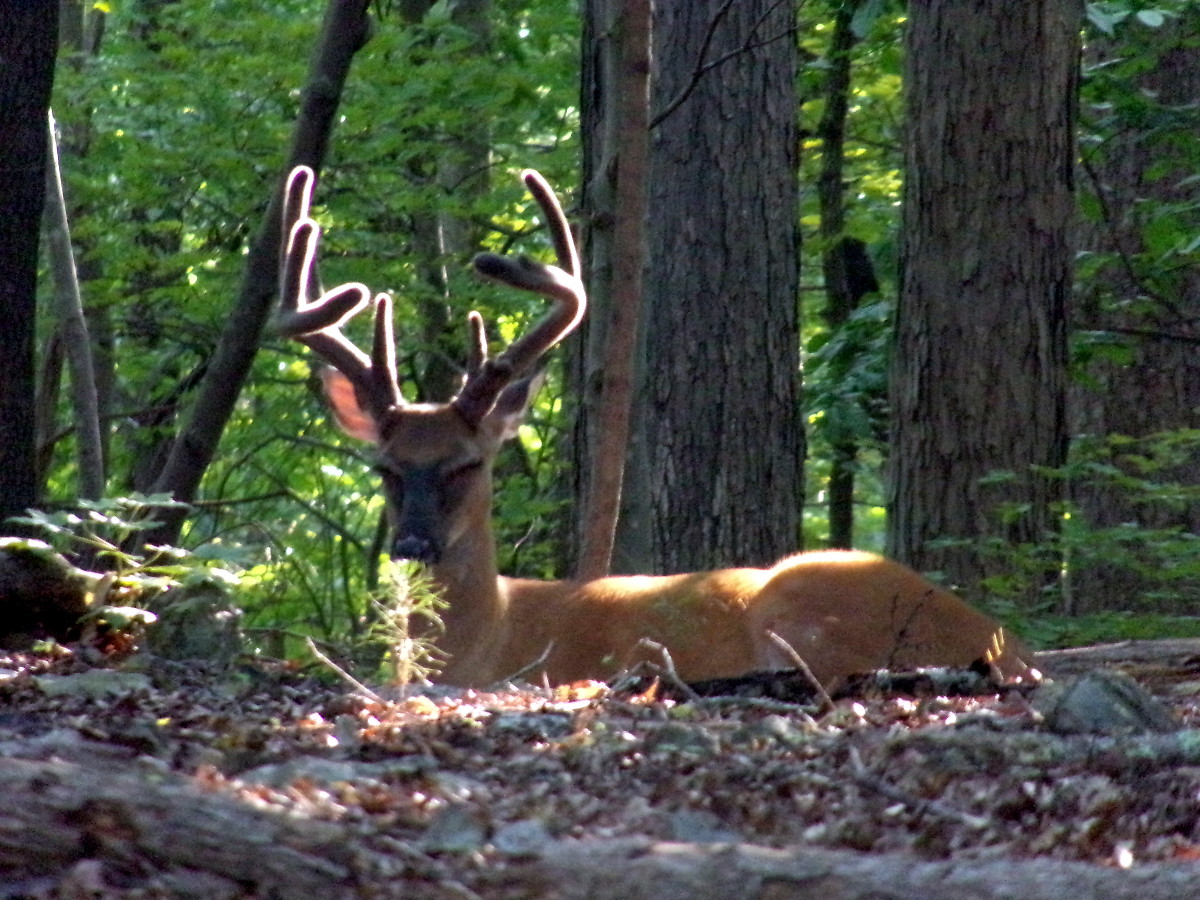 Odocoileus virginianus