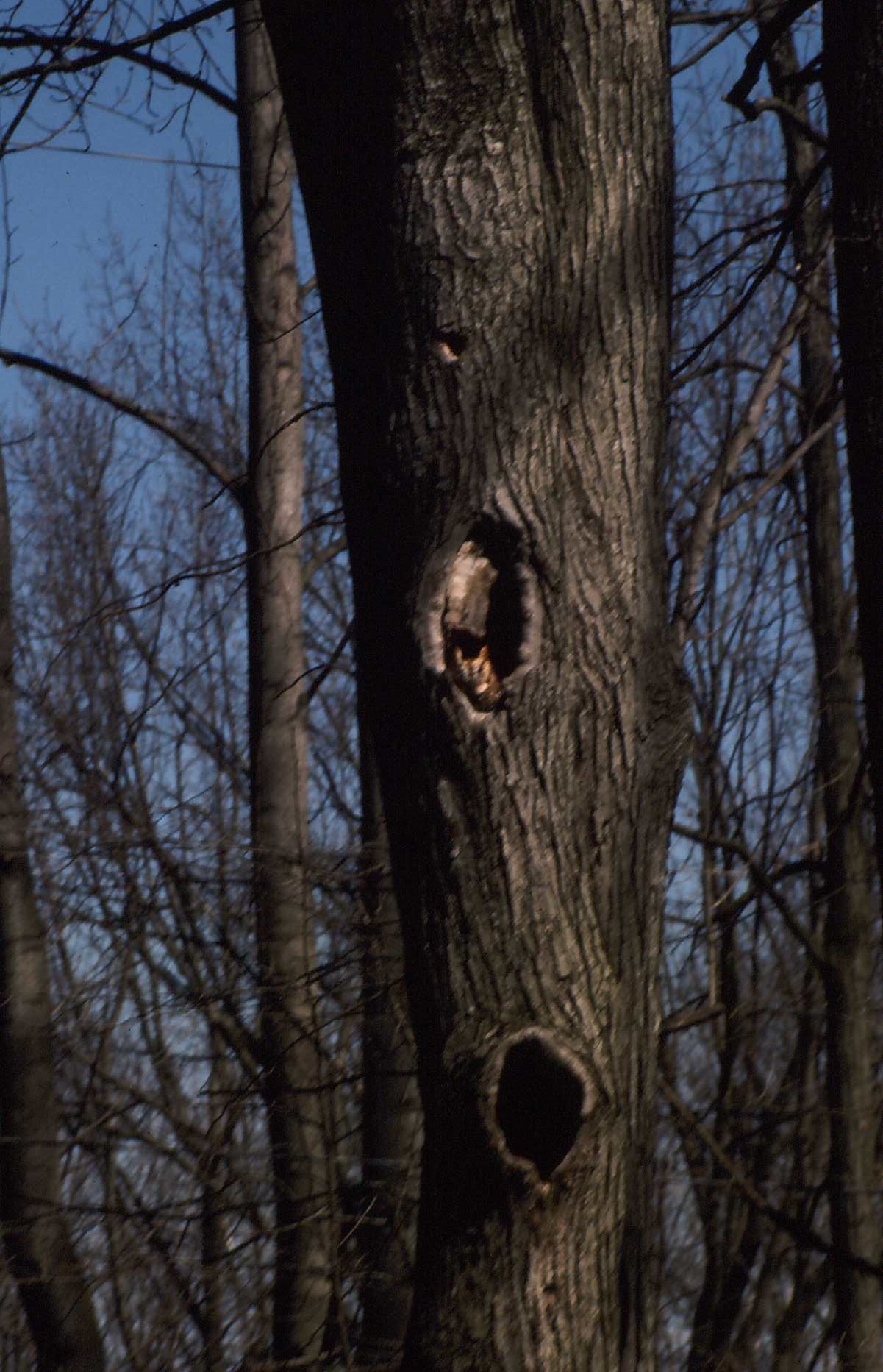 screetch owl in tree, Lititz, PA screetch owl in tree
