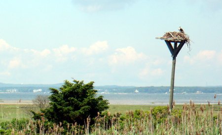 osprey nest