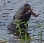 Otter eating crayfish