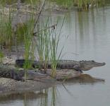 Alligators basking