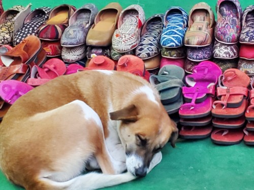 dogs of Delhi