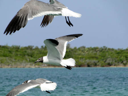 Laughing Gulls