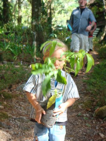 Diego with a Caoba tree